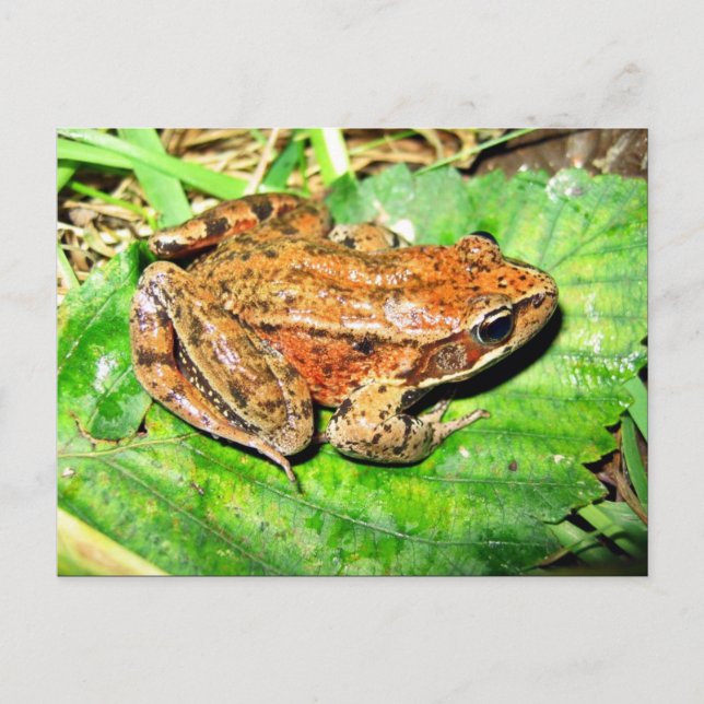 Northern Red legged frog Postcard (Front)