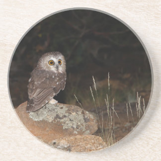 Northern Saw Whet Owl hunting at night Coaster