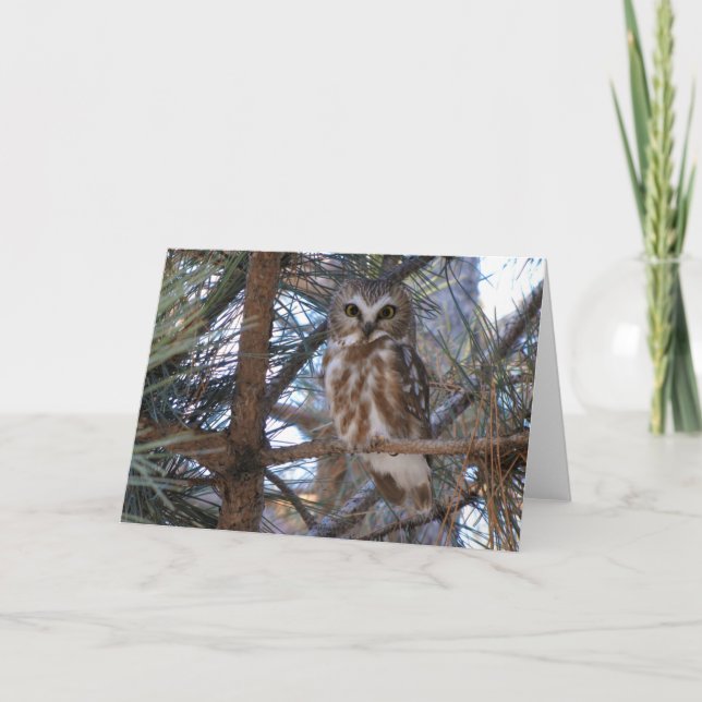 Northern Saw-Whet Owl in Pine Tree Card (Front)