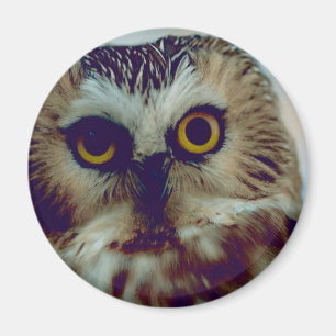 Northern Saw-whet owl Magnet