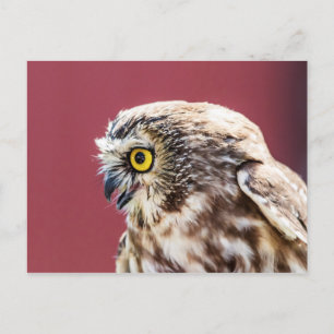 Northern Saw-Whet Owl Portrait Postcard