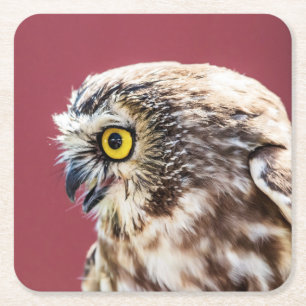 Northern Saw-Whet Owl Portrait Square Paper Coaster