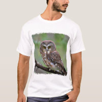Northern Saw-whet Owl
