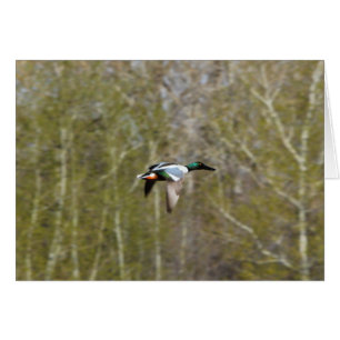 Northern Shoveler