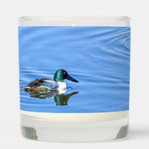 Northern Shoveler