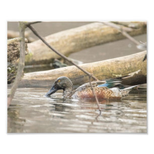 Northern Shoveler Duck Along Shore Photography Photo Print