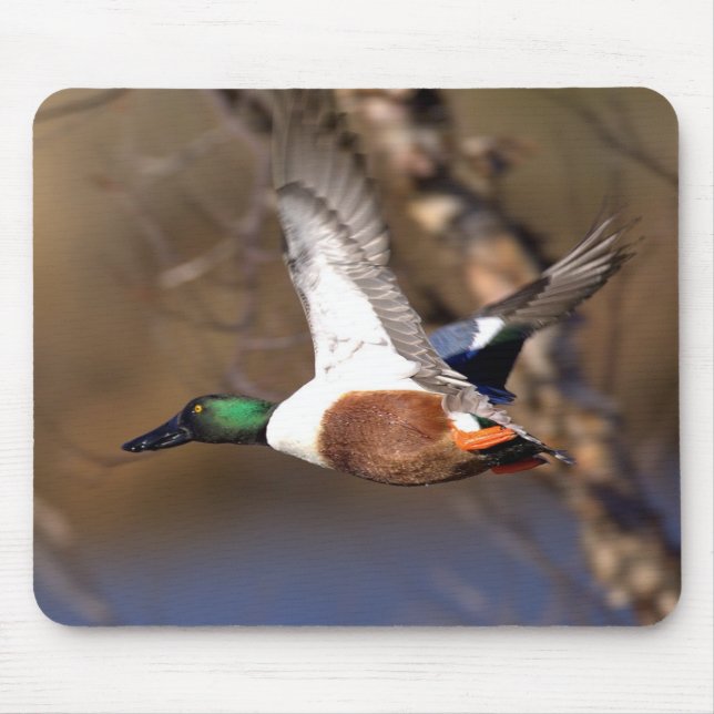 Northern Shoveler Duck Mousepad (Front)