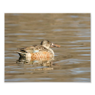 Northern Shoveler Female on the Bay Photo Print