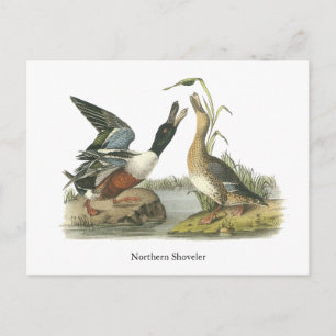 Northern Shoveler, John Audubon Postcard