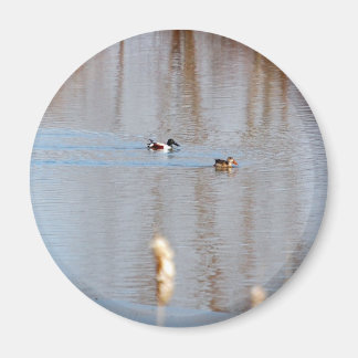 Northern Shoveler Magnet