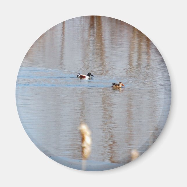 Northern Shoveler Magnet (Front)