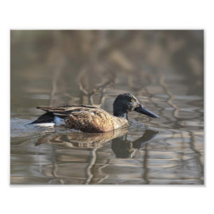 Northern Shoveler Photography Print
