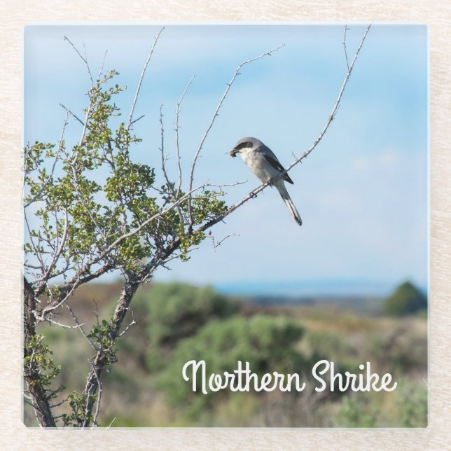 Northern Shrike Glass Coaster (Front)