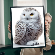 Northern Snowy Owl