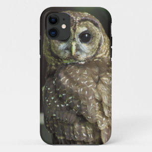 Northern Spotted Owl iPhone 11 Case
