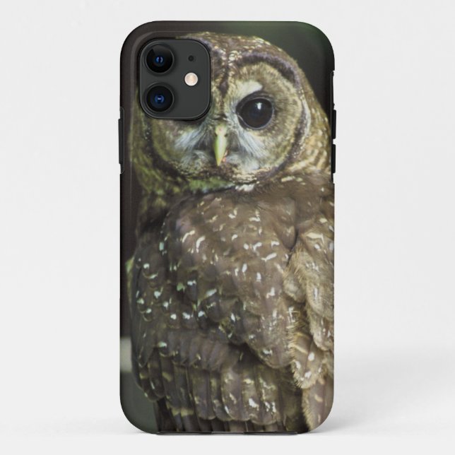 Northern Spotted Owl Case-Mate iPhone Case (Back)