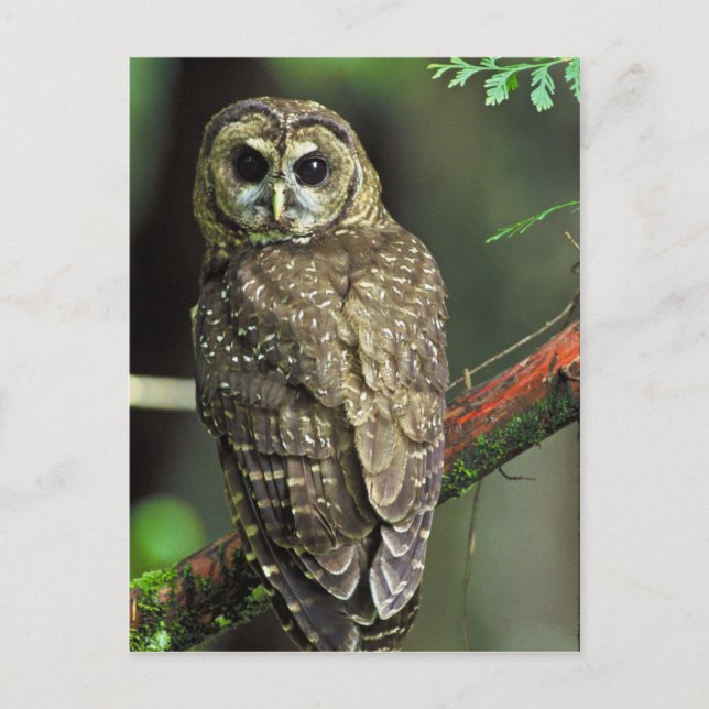 Northern Spotted Owl Postcard (Front)