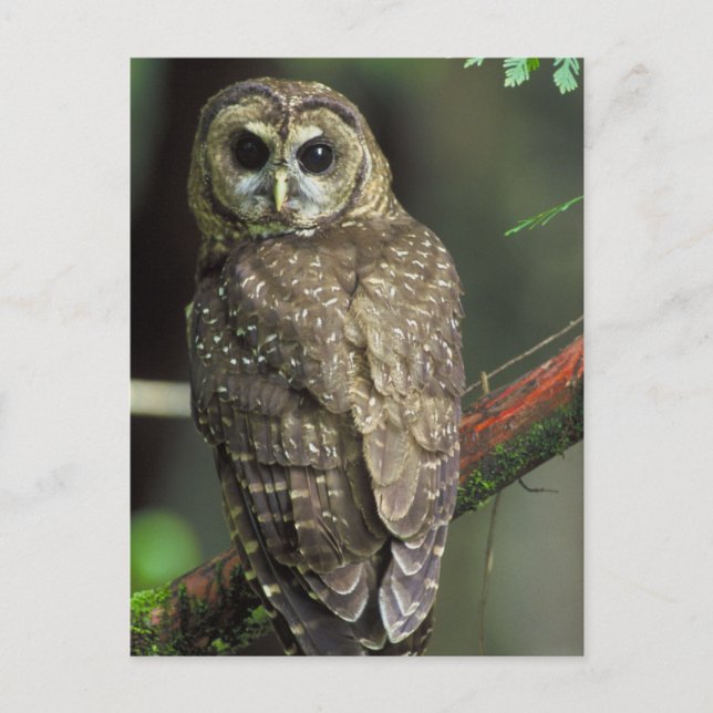 Northern Spotted Owl Postcard (Front)