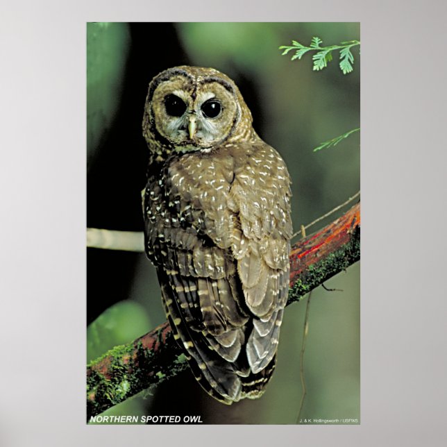 Northern Spotted Owl Poster (Front)