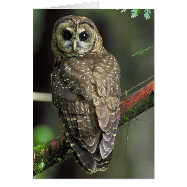 Northern Spotted Owl - Strix occidentalis caurina (Front)