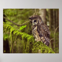 Northern Spotted Owl (Strix occidentals caurina)