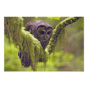 Northern Spotted Owl Strix occidentals Photo Print