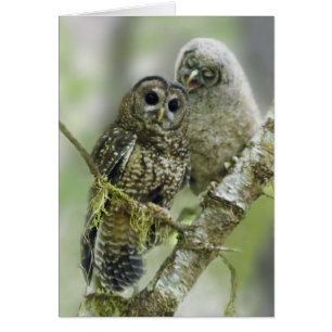 Northern Spotted Owl with her Owlet