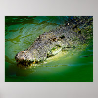 Northern Territory Saltwater Crocodile
