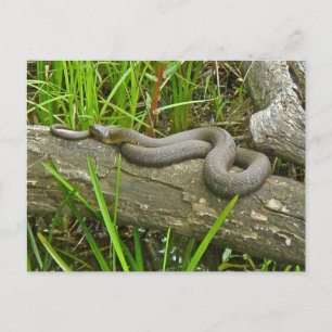 Northern Water Snake Basking on Log Multiple Items Postcard