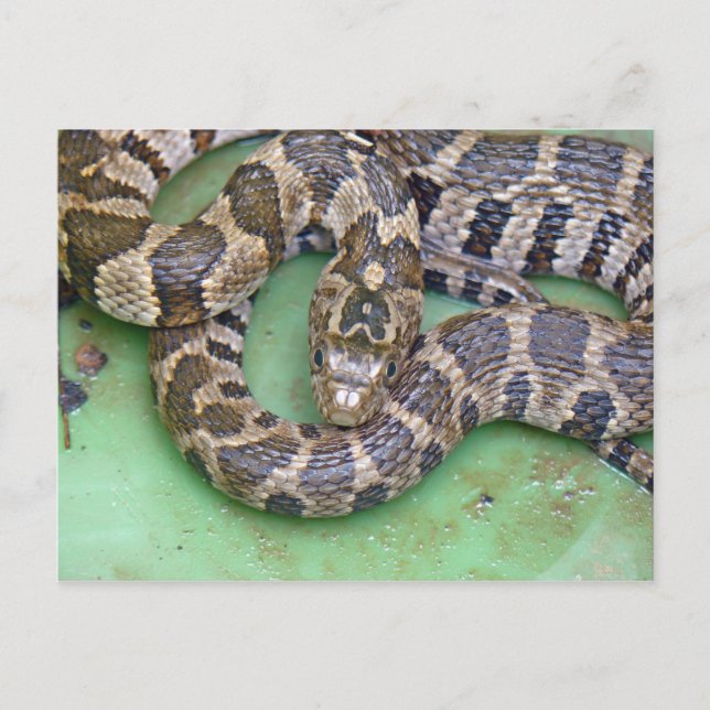 Northern Water Snake Postcard. Postcard (Front)