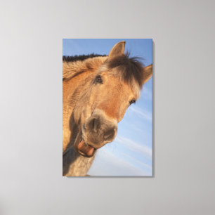 Northumberland, England 2 Canvas Print
