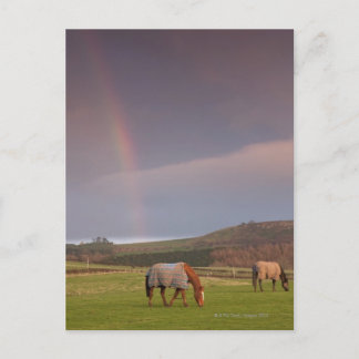 Northumberland, England Postcard
