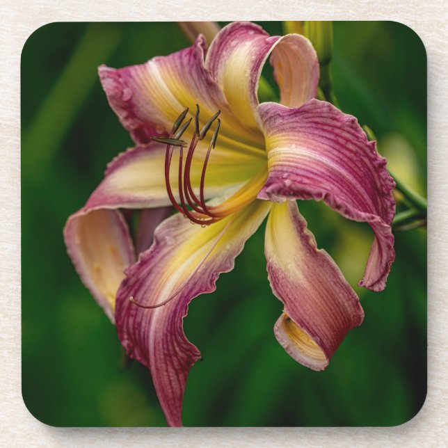 Northwind Dancer Daylily  Coaster (Front)