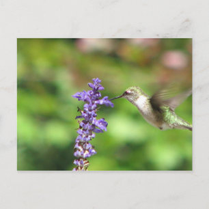 Northwood's Hummingbird Postcard