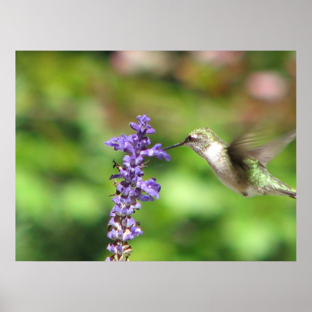 Northwoods Hummingbird Poster (Front)