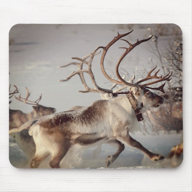 Norway Reindeers, Mouse Pad (Front)