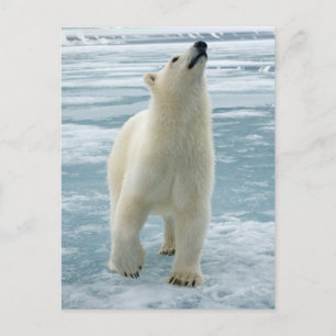 Norway, Svalbard Archipelago, Spitsbergen 8 Postcard