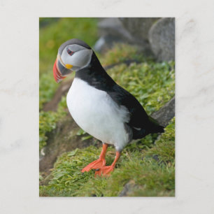 Norway, Svalbard Archipelago, Spitsbergen 9 Postcard