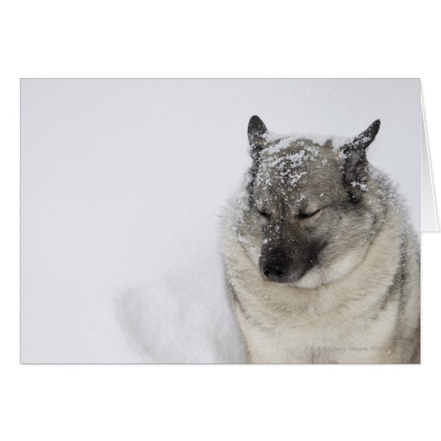 Norwegian Elkhound (Front Horizontal)