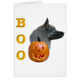 Norwegian Elkhound Boo