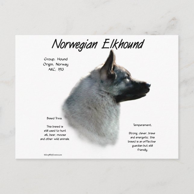 Norwegian Elkhound History Design Postcard (Front)