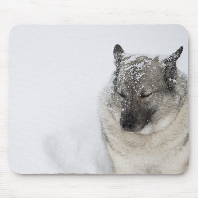 Norwegian Elkhound Mouse Pad (Front)