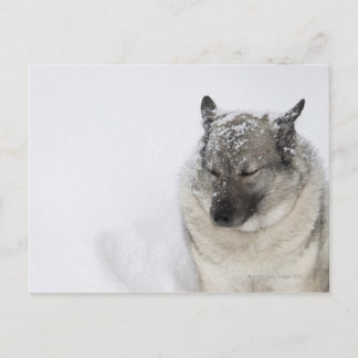 Norwegian Elkhound Postcard