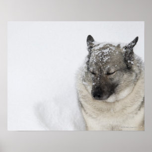 Norwegian Elkhound Poster