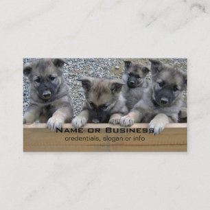 Norwegian Elkhound Puppies Business Card