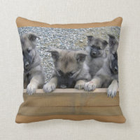 Norwegian Elkhound Puppies