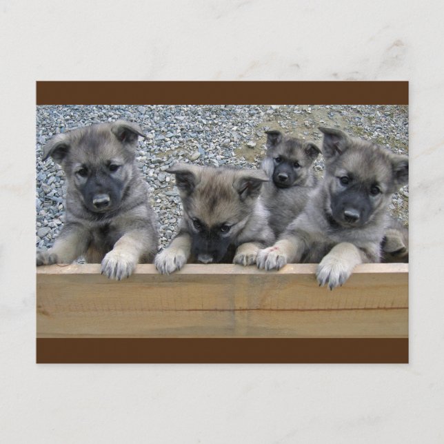 Norwegian Elkhound Puppies Postcard (Front)