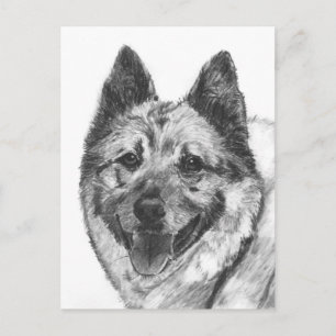 Norwegian Elkhound Sketch Postcard