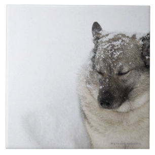 Norwegian Elkhound Tile