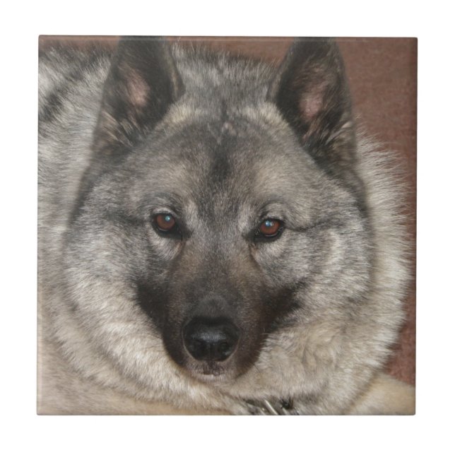 Norwegian Elkhound Tile (Front)
